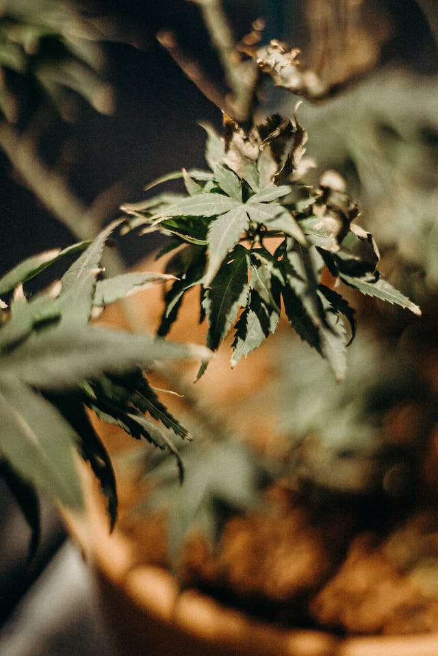 Cannabis et Douleur Chronique: Une Solution Sûre qui Offre un Soulagement Durable